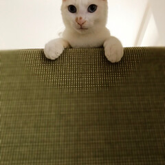 コンテスト参加/保護猫/ペット/猫 ちょこんとソファから顔出す白君。

あっ…(2枚目)