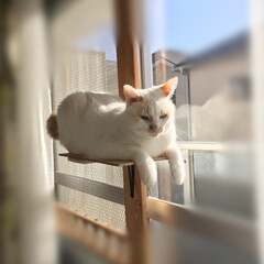 DIY/にゃんこ同好会/白猫 日向ぼっこ気持ちいにゃ(2枚目)