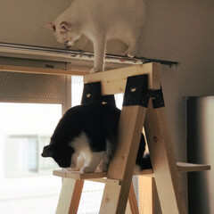 手作りキャットタワー/2×4/かぎしっぽ/白猫/ハチワレ/保護猫/... アスレチックで遊ぶにゃ〜😸(3枚目)