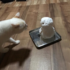 満福君/白猫/もんちゃん/ハチワレ/ニャンコ同好会 久しぶりに雪積もった❄️
雪だるまをプレ…(2枚目)