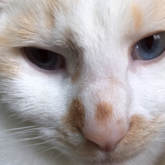かぎしっぽ/ハチワレ/白猫/猫/保護猫/LIMIAペット同好会/... 猫って可愛いなぁ、、、しみじみ😌(2枚目)