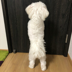 おうちごはん/ペット こんばんは⭐️🌙今日も 暑かった💦なんて…