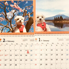 どこのこ/ペット/カレンダー/yuugaoさん  みてみて〜〜 カレンダー🗓
とりあえず
１月
２月だよん(1枚目)