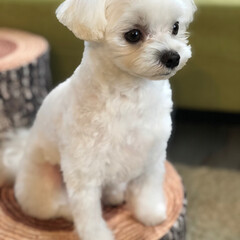 秋/ペット/犬/スイーツ/グルメ/おでかけ 一昨日トリミングしてきました
ちょっとカ…