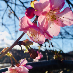 河津桜 河津桜🌸🌸
まだ 咲き始めた ばかりです…