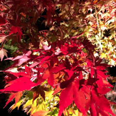 ライトアップ/河口湖紅葉🍁/紅葉狩り/秋/ペット/犬/... こんばんは⭐️今夜は、河口湖紅葉の回廊🍁…