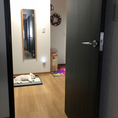 廊下/ペット/犬/住まい 朝 家族を 見送って から
廊下で 二…