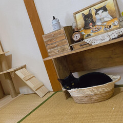 猫部屋/猫とインテリア/猫用ベッド/黒猫/猫のいる暮らし/ねこ/... ダイソーのかご。配色が可愛くて、猫のベッ…(1枚目)
