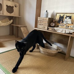 猫部屋/猫とインテリア/猫用ベッド/黒猫/猫のいる暮らし/ねこ/... ダイソーのかご。配色が可愛くて、猫のベッ…(3枚目)