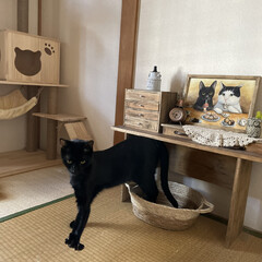 猫部屋/猫とインテリア/猫用ベッド/黒猫/猫のいる暮らし/ねこ/... ダイソーのかご。配色が可愛くて、猫のベッ…(2枚目)