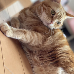 合格/大学受験/アメショ/元野良猫/保護猫/先住猫 お久しぶりです🥰
娘の大学受験で精神的な…