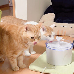給水器/水飲み/元野良猫/保護猫/先住猫アメショ/アメショ/... みぃちゃんは、ぐやちゃんに
給水器を使わ…(1枚目)