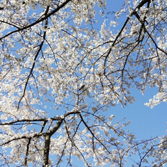 今年の誕生日/桜吹雪わかります?/津久井湖/お花見/春のフォト投稿キャンペーン/LIMIAおでかけ部/... 連投稿すみません&lt;(_ _*)&gt;💦
せっ…(3枚目)