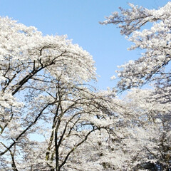 今年の誕生日/桜吹雪わかります?/津久井湖/お花見/春のフォト投稿キャンペーン/LIMIAおでかけ部/... 連投稿すみません&lt;(_ _*)&gt;💦
せっ…(2枚目)