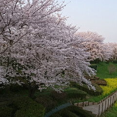 家族は4月生まれが多い/まだ桜咲いてます/lunch/アトリエバーセル/平成最後の一枚/春のフォト投稿キャンペーン/... こんばんは (*°ั˘°ั*)
今日は4…(4枚目)