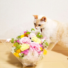 猫/お花/母の日/ペット 母の日のプレゼントに興味津々♪
「なんだ…(1枚目)
