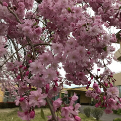 ピンク/枝垂れ桜 今朝、職場の枝垂れ桜
ピンクが艶やか🌸(1枚目)