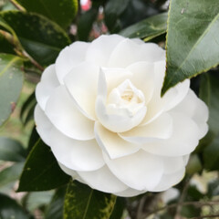 下馬桜の開花はまだ/富士宮/椿/おでかけ 白い椿🌺(1枚目)