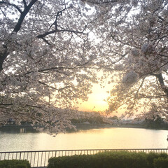 夕日が綺麗/桜が満開/グリーン (1枚目)