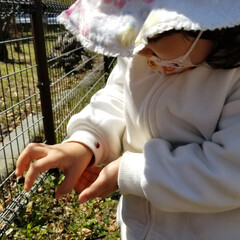 春だね～/てんとう虫/公園/お散歩/はじめてフォト投稿 娘が『てんとう虫』発見。
やさしく手に乗…(2枚目)