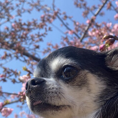 河津桜/春/犬/チワワ 河津桜の下で毎年写真を撮っていますが、忙…(1枚目)