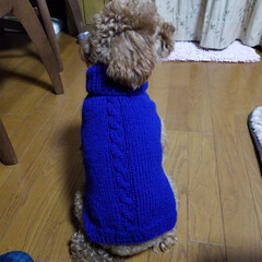 編み物/女の子/男の子/ピッタリ/小さい/青色/... わんちゃんのセーター編んでみた！
男の子…(2枚目)