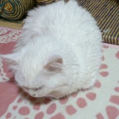 白猫/子猫/スヤスヤ/可愛い/癒される/LIMIAペット同好会/... まるちゃんが寝るとまるでふわふわのボール…(1枚目)