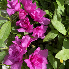 可憐/庭/ピンク/満開/ヒラドツツジ/紫の花/... オオツルボの花が綺麗に咲きました❣️
人…(2枚目)