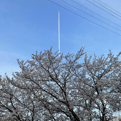 真っ直ぐ/ひこうき雲/満開/青空/綺麗/癒される/... 満開の桜を見ていたら、下から真っ直ぐにひ…(1枚目)