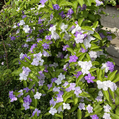 白い花/薄紫の花/紫の花/可憐/満開/可愛い/... ニオイバンマツリの花が満開になりました♪…(1枚目)