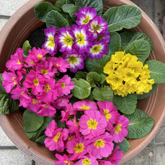 庭/ローズ色/ピンク/黄色/健気/癒される/... この鉢植えに植えたプリムラジュアンの花が…(1枚目)