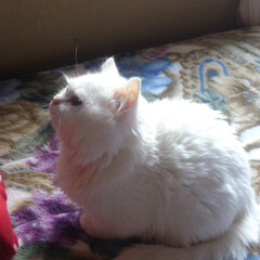 可愛い 白猫のフォトまとめ Limia リミア