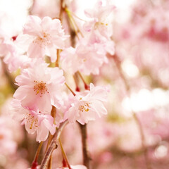 桜 🌸桜が咲く季節になりました🌸(1枚目)
