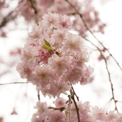 桜 (1枚目)