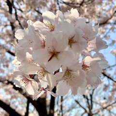 春/満開/桜/西宮震災記念碑公園/越水浄水場 近くの桜の名所に行ってきました。

満開…(5枚目)