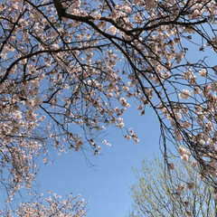 春/満開/桜/西宮震災記念碑公園/越水浄水場 近くの桜の名所に行ってきました。

満開…(6枚目)