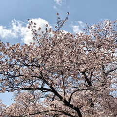 春/満開/桜/西宮震災記念碑公園/越水浄水場 近くの桜の名所に行ってきました。

満開…(2枚目)