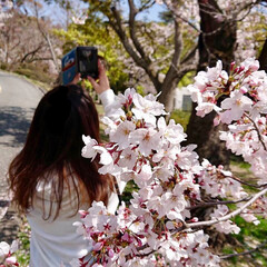 春/満開/桜/西宮震災記念碑公園/越水浄水場 近くの桜の名所に行ってきました。

満開…(1枚目)
