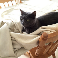 縫う/ミシン/カーテン/愛猫/お直し/猫/... 猫あるある。
布を広げたり、新聞を広げた…(1枚目)