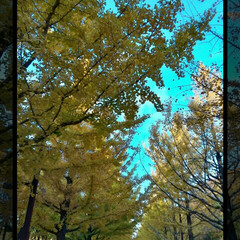 いちょう並木/秋/おでかけ 今日はいい天気で、行楽日和でした。
午前…(1枚目)