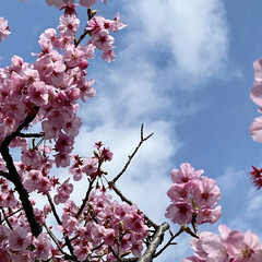 桜/春/散歩 近所の桜です☺️
昨日の風でたくさん散っ…(2枚目)