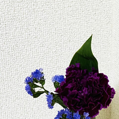 ポスト/定期便/BLOOMEE/玄関 今回のお花は
ドラセナ
スターチス
カー…(2枚目)