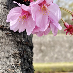 桜/春/散歩 近所の桜です☺️
昨日の風でたくさん散っ…(1枚目)