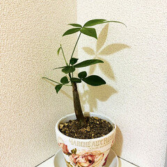 鉢/メルカリ/ハンドメイド/KAKAさん KAKAさんの鉢にパキラを植え替えました…(1枚目)