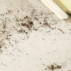 玄関前/大掃除 我が家の玄関前の天井。
蜘蛛の巣が酷くて…(1枚目)