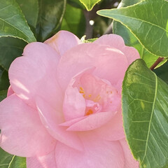 「朝から素敵に咲くピンクの椿😊
癒されます…」(1枚目)