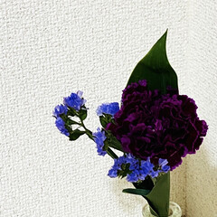 ポスト/定期便/BLOOMEE/玄関 今回のお花は
ドラセナ
スターチス
カー…(1枚目)