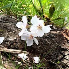 桜/春/お花見 もう桜満開ですね。
とってもきれいでした…(1枚目)