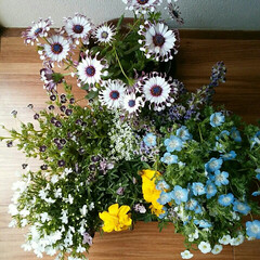 フラワー（花）/フラワー/ガーデニング/ガーデン/花/住まい お花の苗を買ってきたので
少しずつ寄せ植…(1枚目)