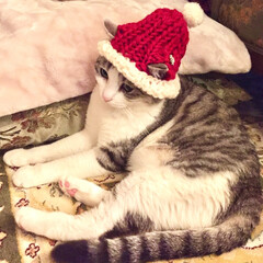 猫用ニット帽 編み物 サンタ帽子 サンタの耳出しニット帽を編みました。(1枚目)